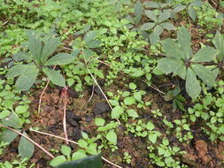 云南省農業廳開展農業病蟲害防治活動，助力農業生產安全