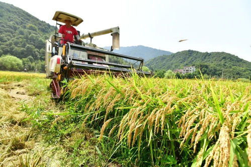 護航早稻喜獲豐收 氣象服務與農業病蟲害防治的關鍵舉措