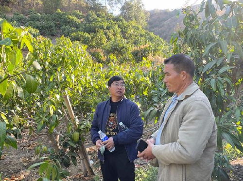攀枝花民營企業科技助農，助力芒果產業提質增產——聚焦農業病蟲害防治活動