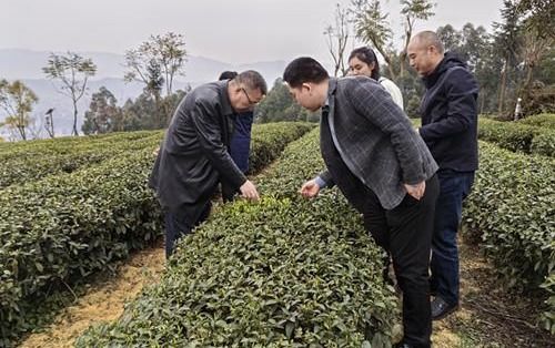 重慶市農技總站茶葉專家深入調研指導春季茶葉生產與病蟲害防治工作