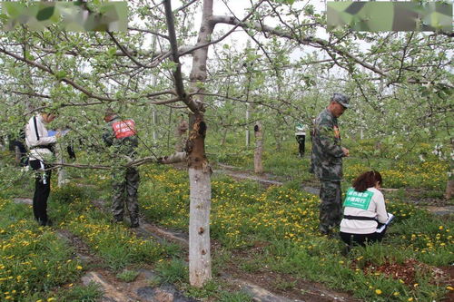 黃陵縣農(nóng)業(yè)農(nóng)村系統(tǒng)開展農(nóng)業(yè)病蟲害防治大比武活動(dòng)