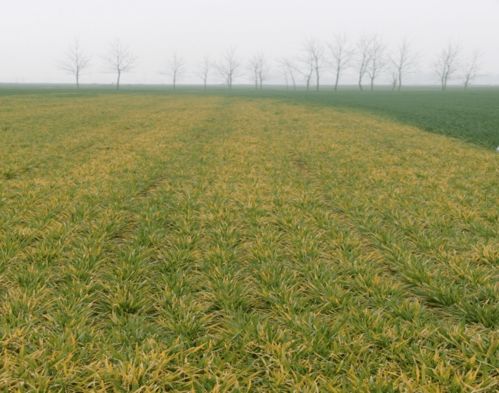 駐馬店市橄欖枝社工中心舉辦小麥田間管理與病蟲害防治科普培訓(xùn)活動(dòng)