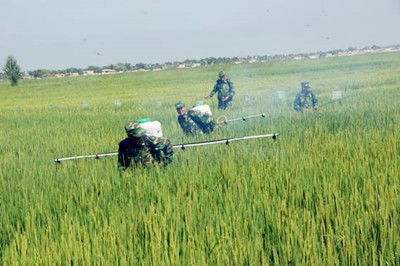 水稻病蟲害的綜合防治策略