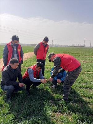 科技為民 奮斗有我 讓文明之光照亮新征程——封丘縣科技科普志愿者開展農(nóng)業(yè)病蟲害防治活動(dòng)