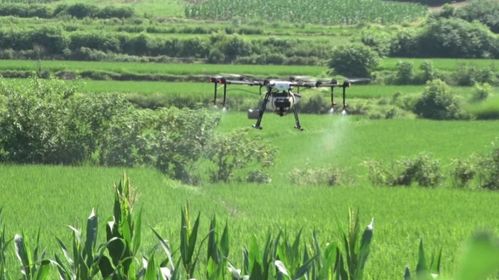 農(nóng)業(yè)專家提醒 病蟲害防治要因蟲施策