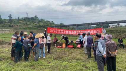 鎮(zhèn)寧自治縣強(qiáng)化水稻綠色防控與“兩增一調(diào)”技術(shù)培訓(xùn) 助力糧食單產(chǎn)提升與病蟲害防治