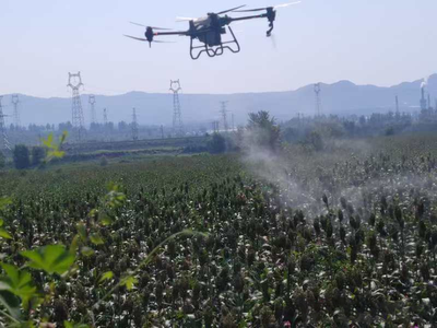 無人機“飛防”為高粱“護航” 現代農業病蟲害防治的新篇章