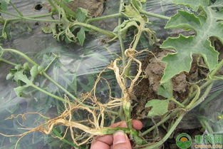 淺談農作物種植中輕松識別病蟲害的方法與農業病蟲害防治活動