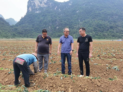 廣西農(nóng)科院 科技賦能鄉(xiāng)村振興 精準(zhǔn)防治守護(hù)農(nóng)業(yè)安全