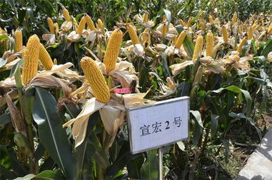 曲靖農業局依托農業信息網高效推進病蟲害防治活動