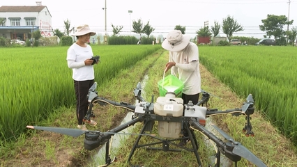 科技賦能，蟲口奪糧 筑牢水稻豐收的綠色防線