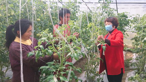 人大代表下田間 助力春耕促發(fā)展——淮北市杜集區(qū)開展農(nóng)業(yè)病蟲害防治活動