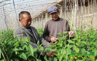 涼州區(qū)農(nóng)技人員深入田間，科技助力病蟲害防治
