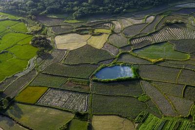 東至縣香隅鎮(zhèn) 農(nóng)業(yè)技術(shù)“兩強(qiáng)”進(jìn)田間，病蟲害防治促增收
