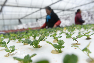 四川內(nèi)江 “蔬菜工廠”管護(hù)忙，科技賦能農(nóng)業(yè)病蟲害防治